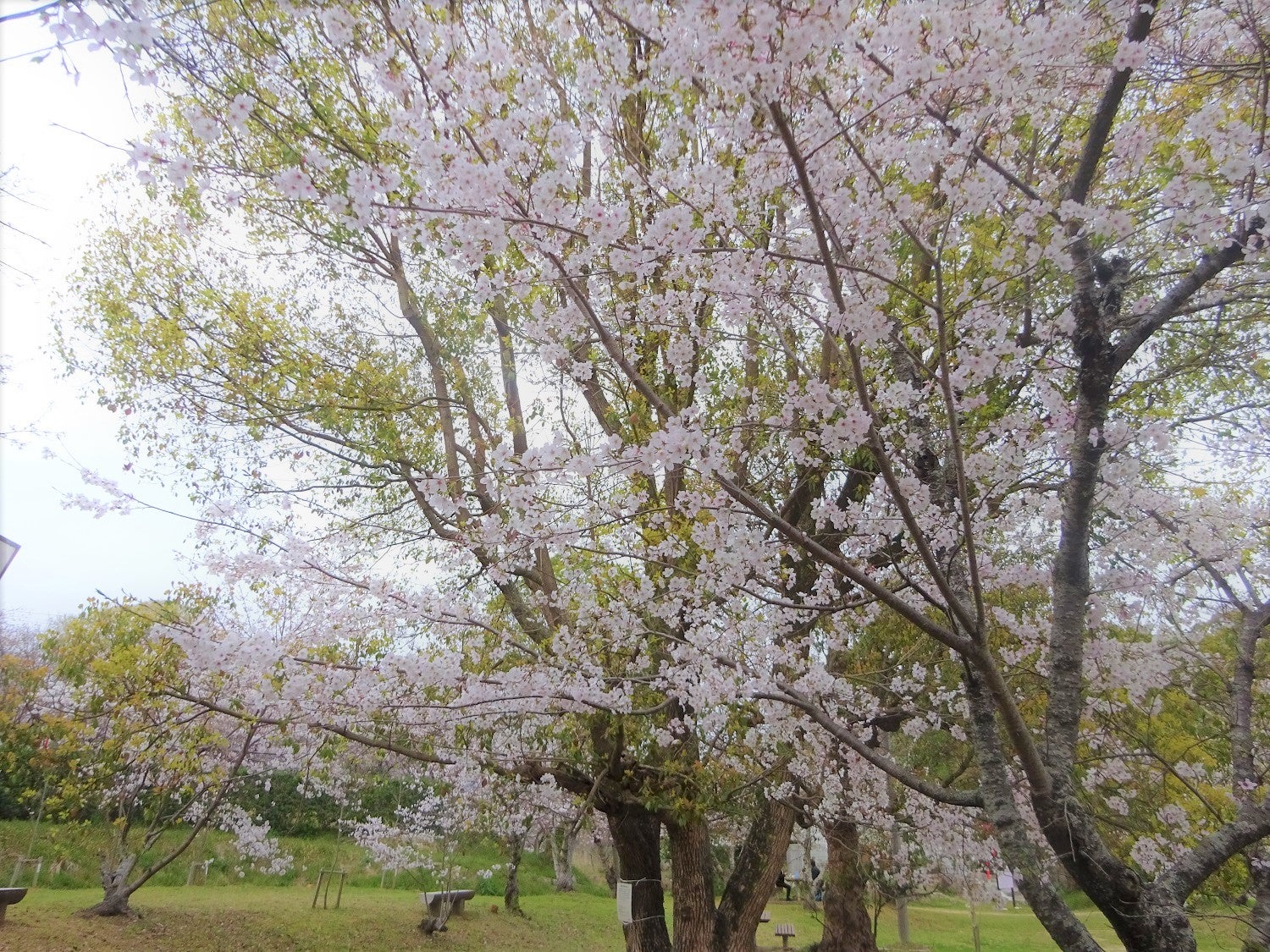 さぬき百景「滝宮公園」　満開の桜　　　　　　　　　　　～2021さくら遍路③～　香川県綾歌町滝宮