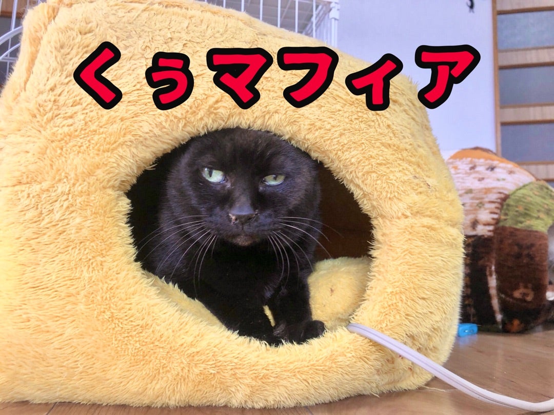 2021年3月30日の記事 大分ニャンたろう