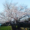 実家の桜です。まだまだ移動は控えます。来年はお花見が出来ますように。お庭でお弁当をを...の画像