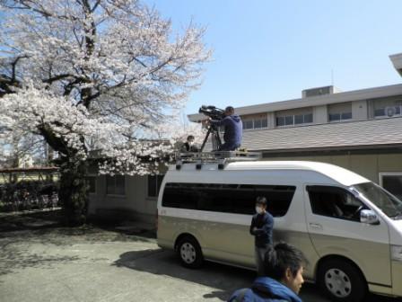 2012年4月16日栃木県立宇都宮中央女子高の桜、NHKテレビ中継