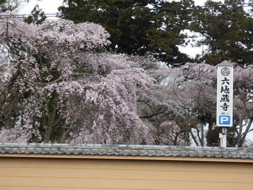水戸市六地蔵寺の枝垂れ桜は花盛り