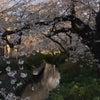 二ヶ領用水の桜の画像