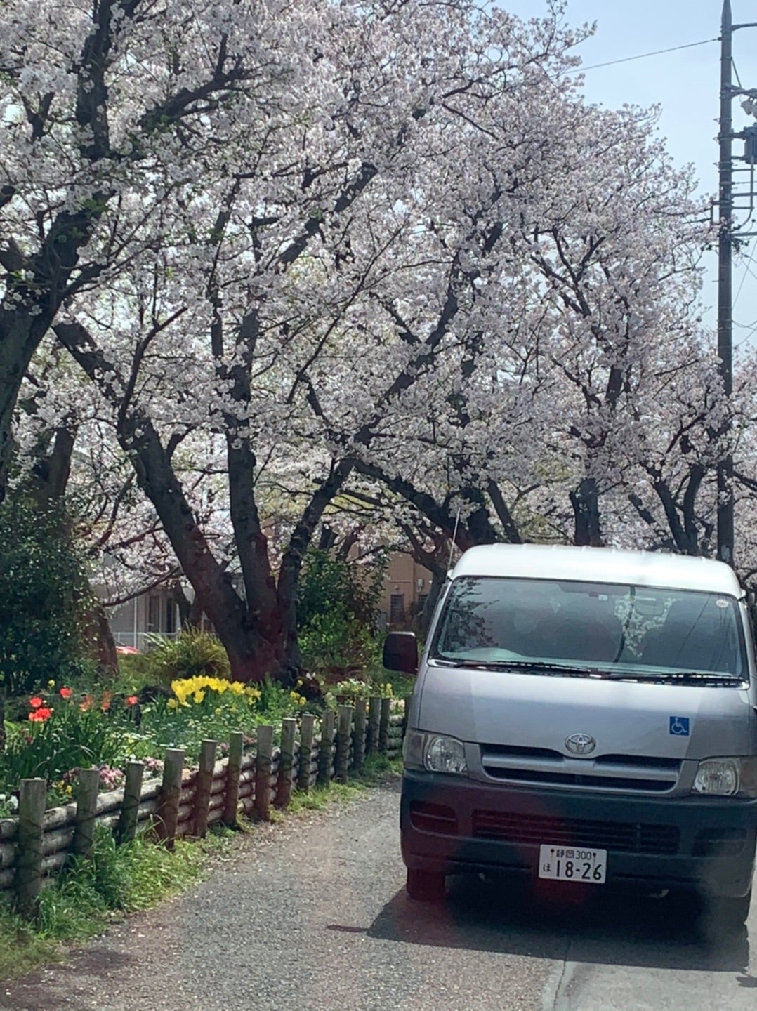 今年は桜を見に行けましたの記事より