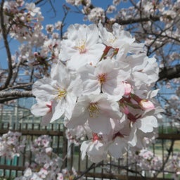 画像 春ですね！桜ももう終わり の記事より 2つ目