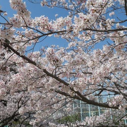 画像 春ですね！桜ももう終わり の記事より 1つ目