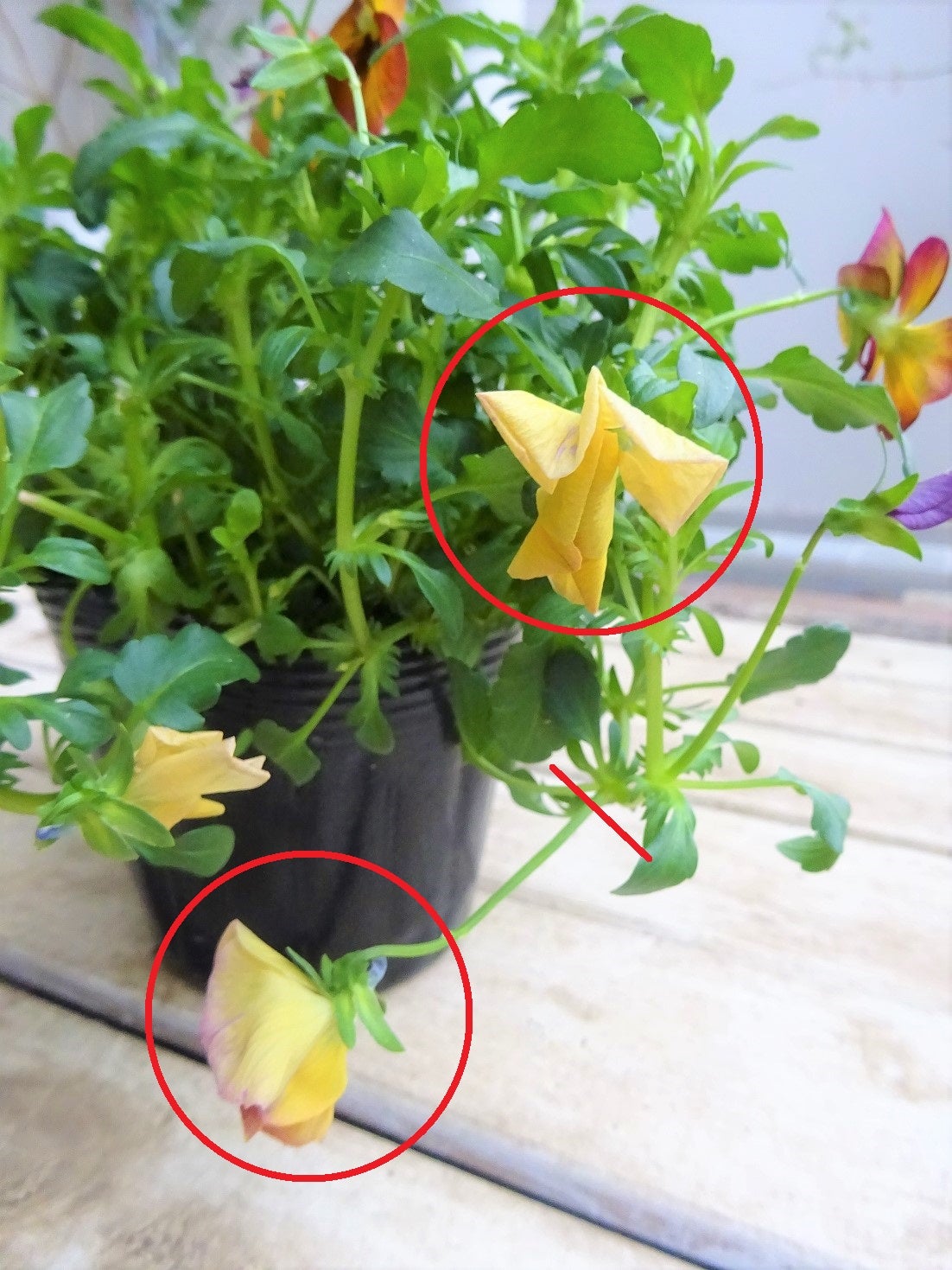 ビオラの花がら摘みのタイミング 東京ベランダガーデニング生活 ビオラの花がら摘みのタイミング 東京ベランダガーデニング生活