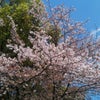 昭和記念公園の桜の画像
