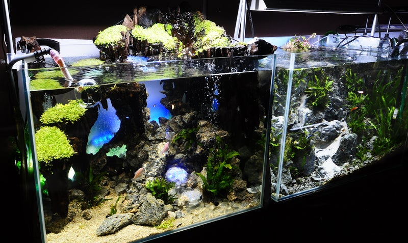 幻想的な水槽 Fantasy Aquarium ブラックテトラ アクアリウム さぼりch ブログ
