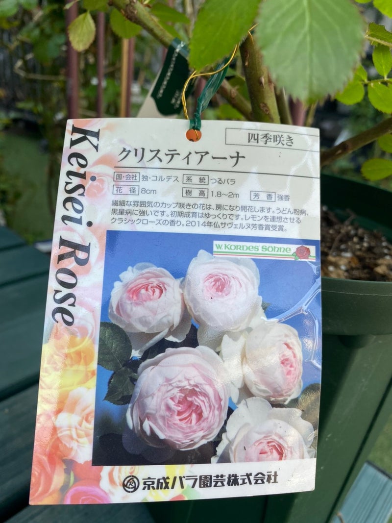 バラシーズン開始 京成バラ園の人気品種が入荷 名古屋のバラ苗専門店ローズセクションのブログ