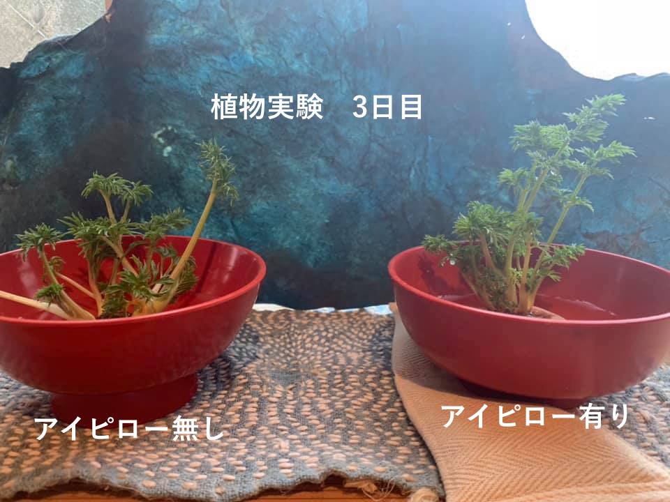 旅行用品 【お得】三輪福印 開眼アイピロー