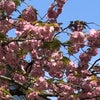 4月、はじまり、八重桜の画像