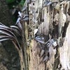愛知県三河地区　シロアリの羽アリシーズンが目前となりました。の画像