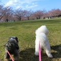 散歩と桜（八戸市　新井田公園）　　モコとココ