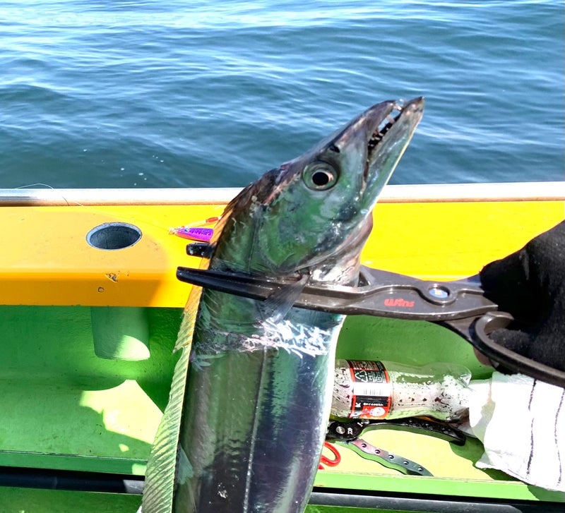 タチウオジギングにおすすめのメタルジグ9選|釣れる定番メタルジグ 色・カラー 太刀魚釣り | す〜さんの釣行記＆釣り情報・時々AQUA
