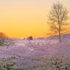 バンクーバーの桜の画像
