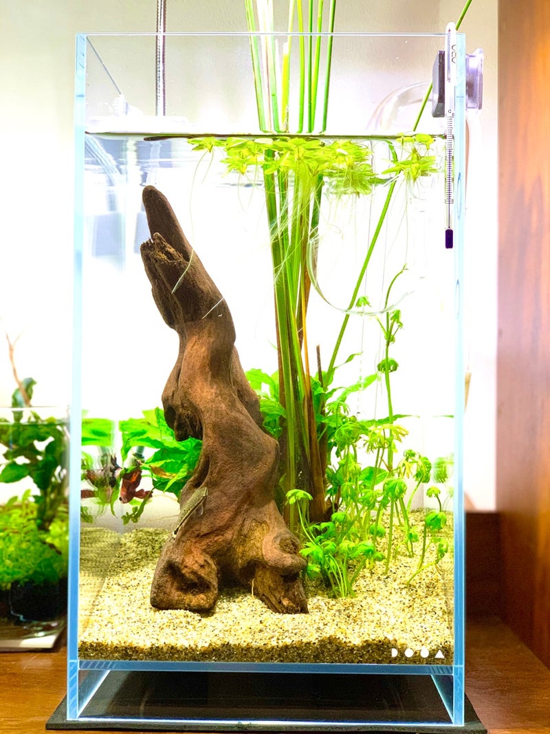 新作人気モデル ビオトープ 水辺植物 ミズユキノシタ １ポット 湿生植物