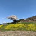 福島の希望の桜～復興１０年～への写真のご応募のお願い