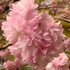 八重桜満開の画像