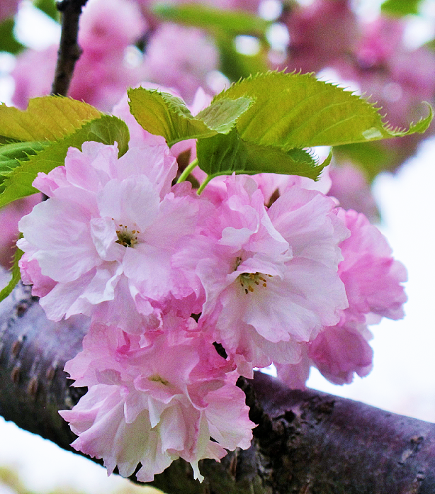 楊貴妃桜(ようきひざくら) | ちょうさんの花のブログ