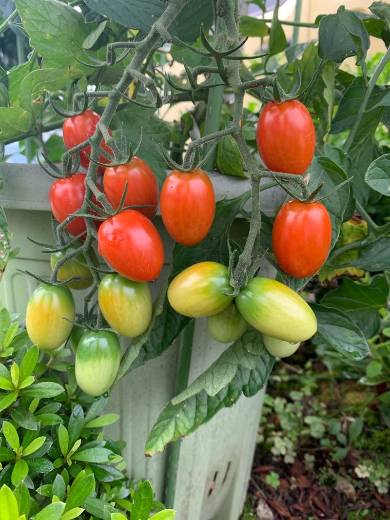 植え 方 トマト の ミニ ミニトマト栽培でバジルを寄せ植えする方法