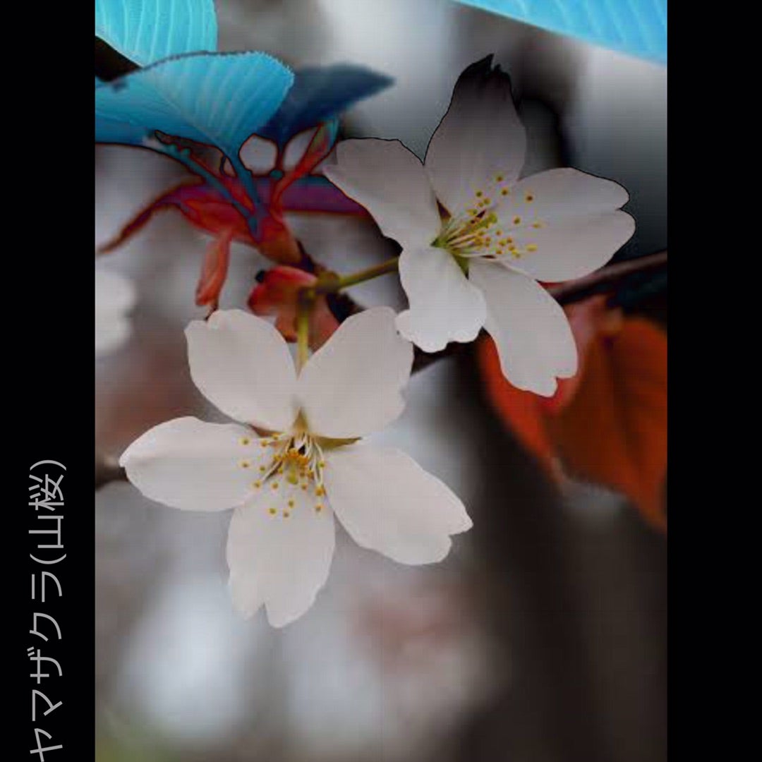 022東京で桜開花、のニュース♡桜の花びらの下には