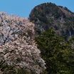 曽爾高原の桜（奈良県曽爾村）