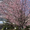 桜！！の画像