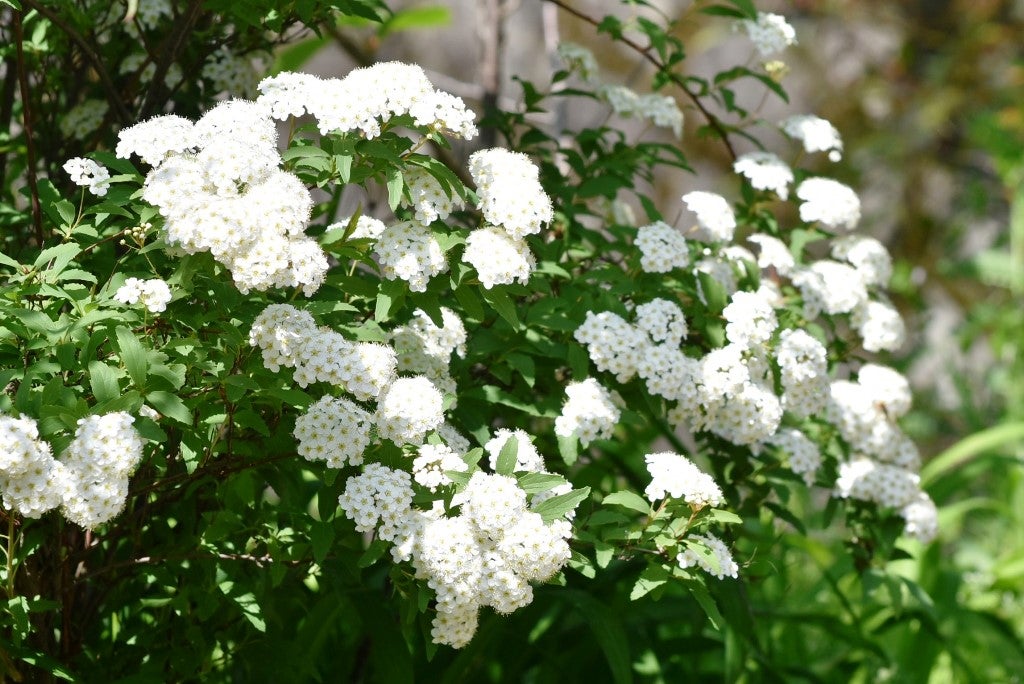 立派な枝振り♥花カット済♥コデマリ苗♥優雅に枝垂れ咲く愛らしい白い 