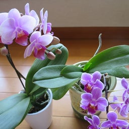 画像 アートグリーン株主優待と初クロスで取得したサッポロ優待 の記事より 6つ目