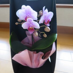 画像 アートグリーン株主優待と初クロスで取得したサッポロ優待 の記事より 3つ目