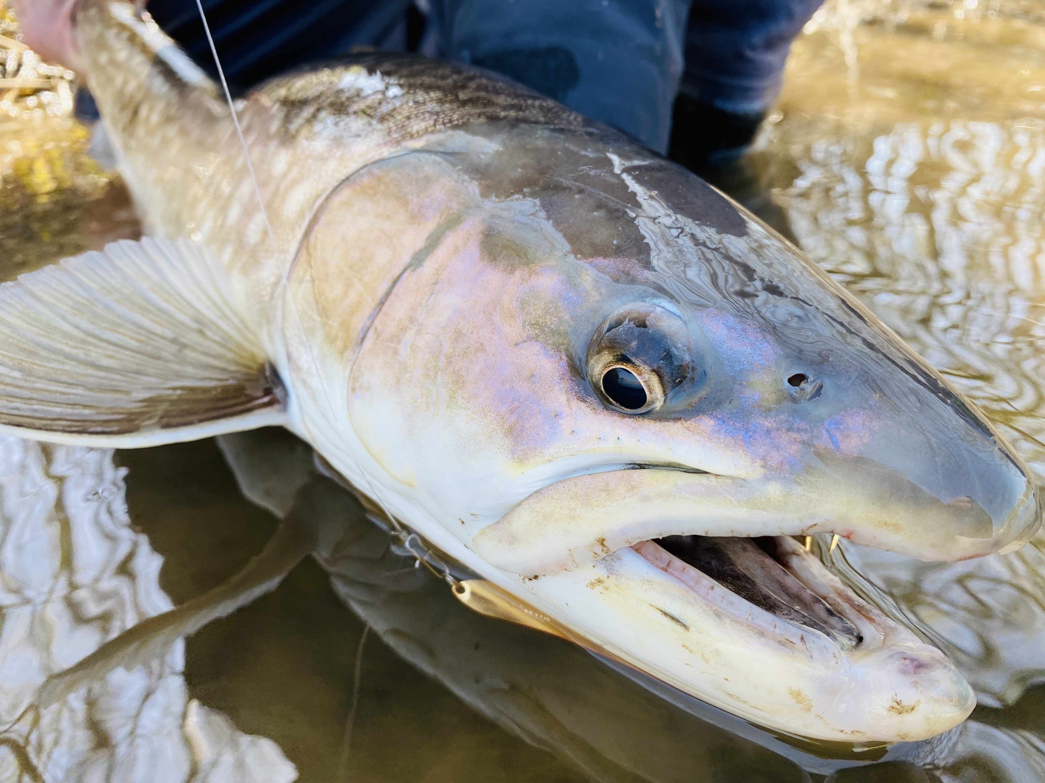 釣果報告〜 春のアメマスを様々なルアーで攻略!! 〜 | BLUE 釣果報告〜 春のアメマスを様々なルアーで攻略!! 〜 | BLUE