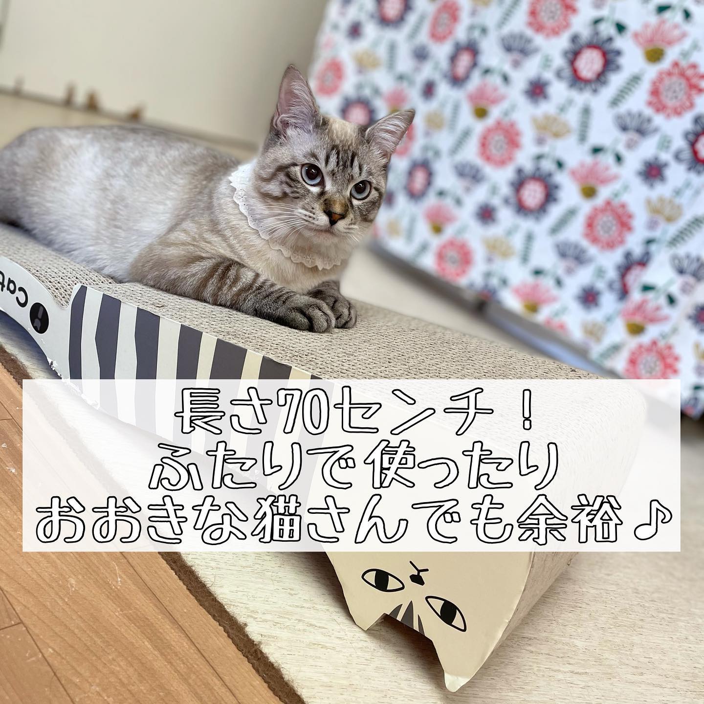売り正規店 日能研 資料 ねこさん専用 - tanjinkod.rs