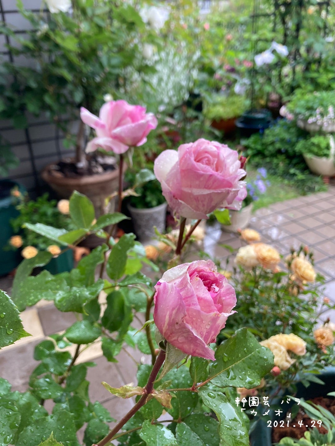 幹園芸のバラ「カメオ」 | ✿…平穏な日常に彩りを…✿