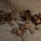 採卵鶏のオスが殺される数の記事より