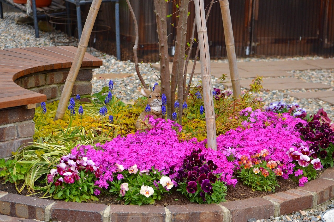 花壇を引き立てるグランドカバーたち | ガーデンライフ 笑顔の花 花壇を引き立てるグランドカバーたち | ガーデンライフ 笑顔の花