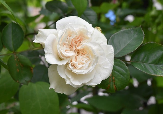 21年 バラの開花の19番目 ソンブレイユ 庭の小さな花ばたけ
