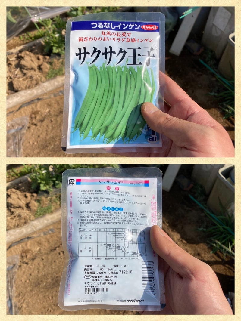 春夏野菜の種蒔き21 インゲン ささげ 柚子ポンズのブログ
