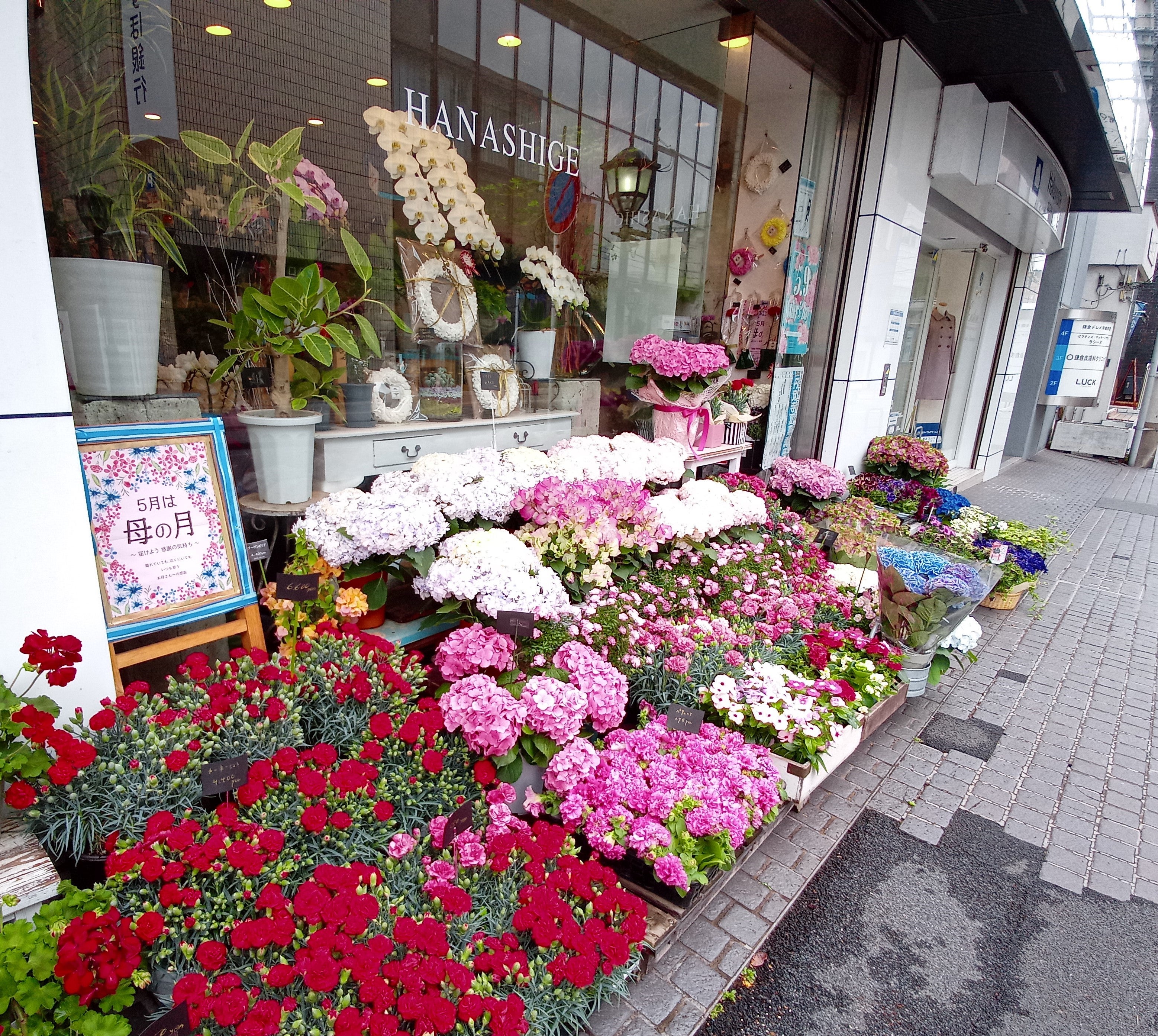 鎌倉でお花屋さん巡り散歩 | 香る記憶 ネ＊サンス