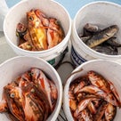 北日本海伝統漁法　沖メバル　中深海の記事より