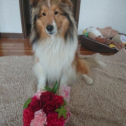 画像 庭は今こんな感じです の記事より 3 つ目