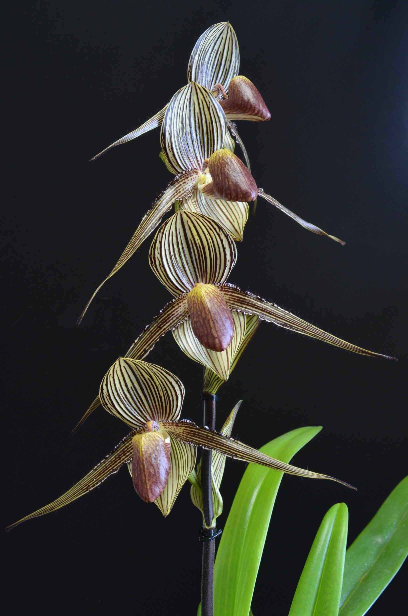 Paph.rothschildianum | Psalmのブログ