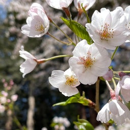 画像 夕日や桜のキレイさがもっと伝わる撮影のコツ の記事より 3つ目