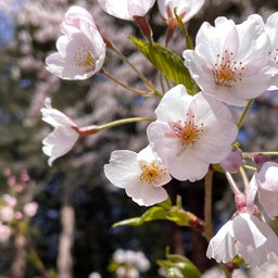 画像 夕日や桜のキレイさがもっと伝わる撮影のコツ の記事より 4つ目
