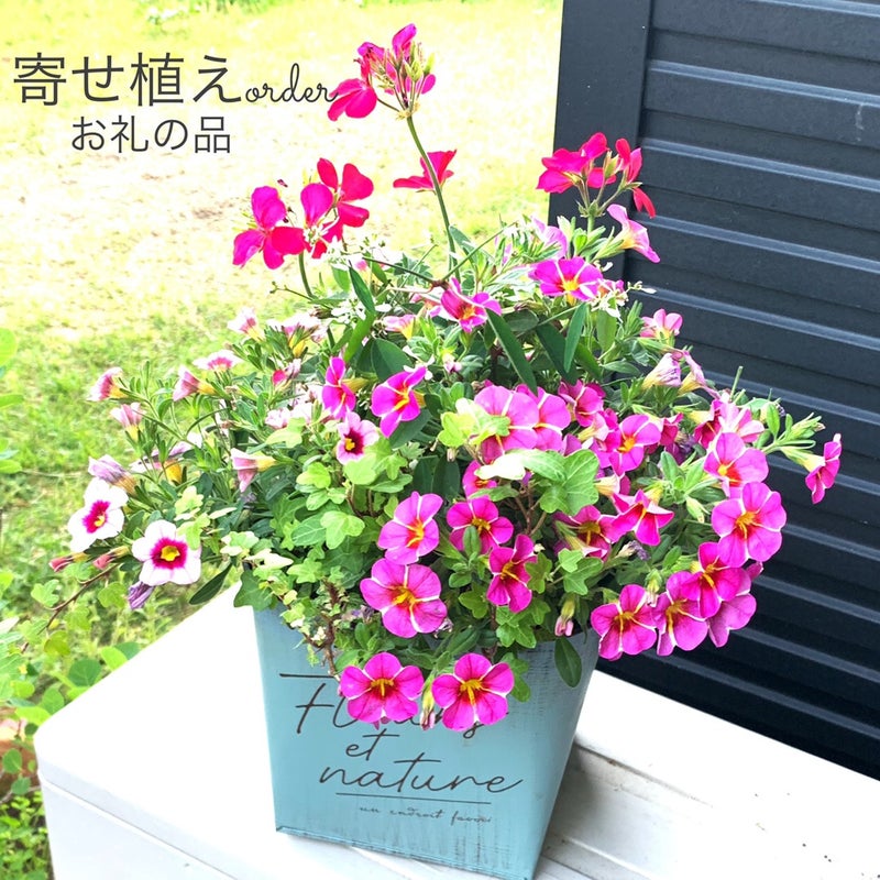 お礼の品 カリブラコアのブリキ鉢寄せ植え 吉村園芸のぶろぐ 花と 植物と 三姉妹と