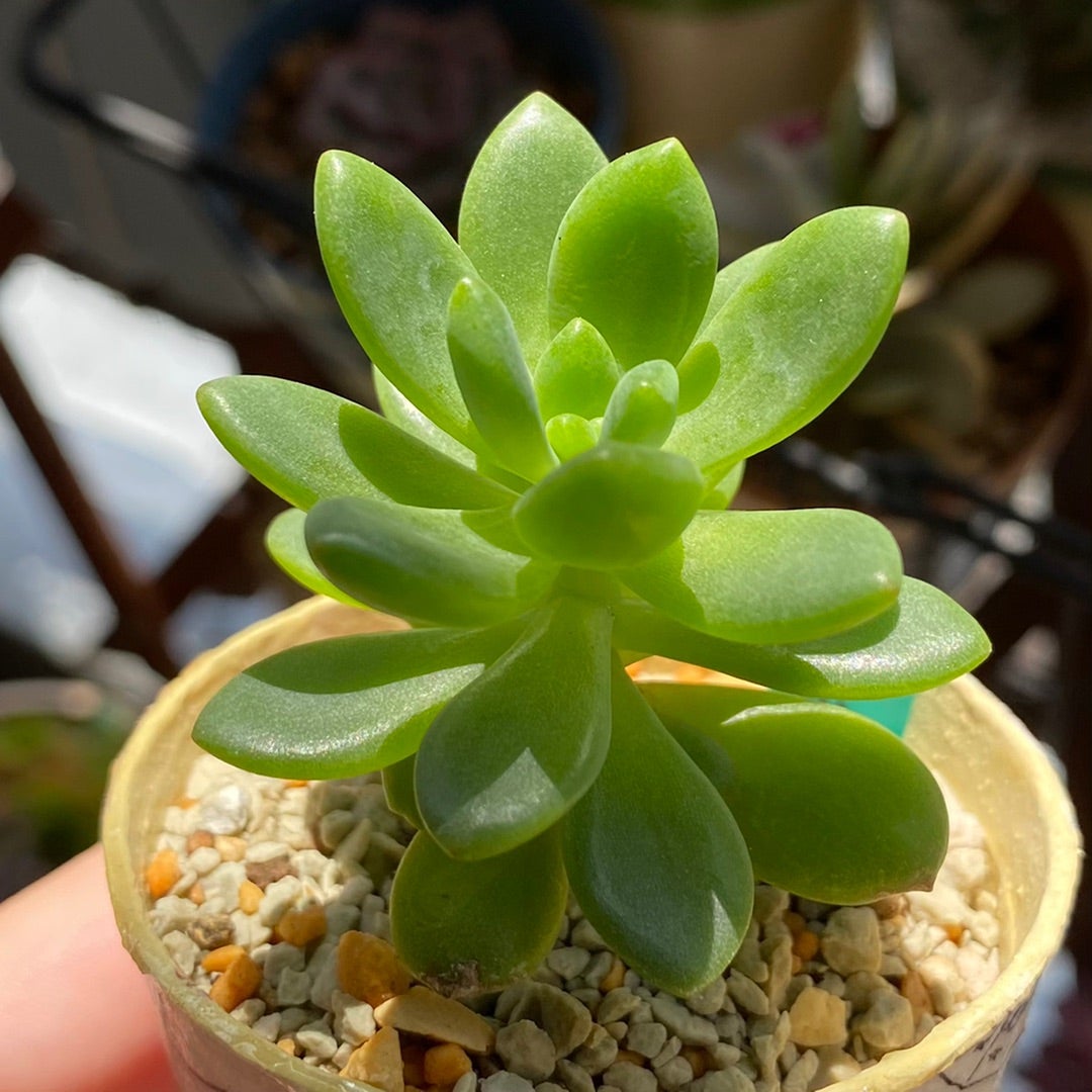 春萌 Sedum 'Alice Evans' | 多肉日記(たにっき) 春萌 Sedum 'Alice Evans' | 多肉日記(たにっき)