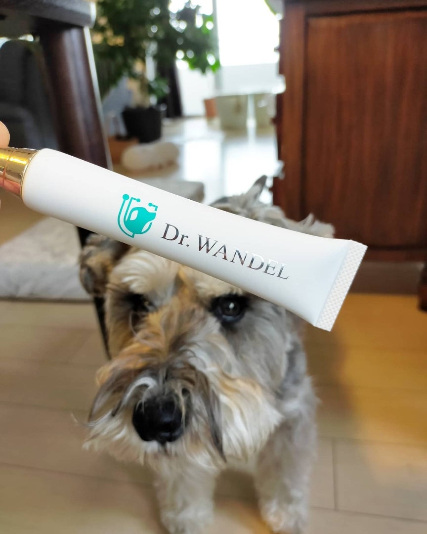 犬の歯磨き「ドクターワンデル」体験記。おすすめの理由と口コミもご 