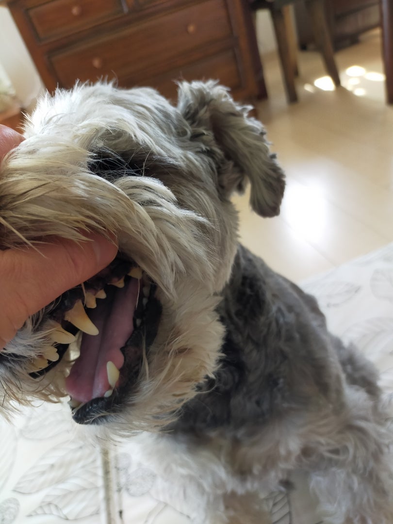 犬の歯磨き「ドクターワンデル」体験記。おすすめの理由と口コミもご 