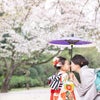 七五三出張撮影：春の桜と一緒にの画像