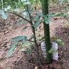 ミニトマト(トマト)の脇芽摘み　畑の傾きについての画像