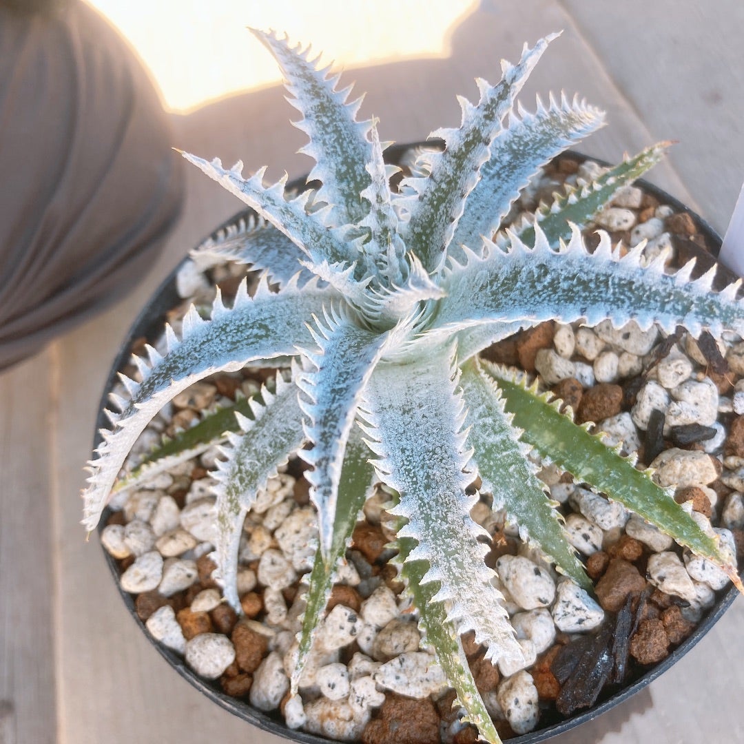 Dyckia 'White Shark' (ディッキア ホワイトシャーク) | ~龍の巣窟~ Dyckia 'White Shark' (ディッキア ホワイトシャーク) | ~龍の巣窟~